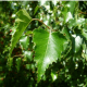 Bouleau uncinatum (Betula pendula)
