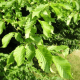 Charme melanosporum (Carpinus betulus)