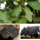 Chêne vert melanosporum (Quercus ilex)