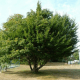 Charme uncinatum (Carpinus betulus)