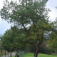 Pin sylvestre (Pinus Sylvestris)