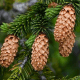 Epicea de sitka (Picea sitchensis)