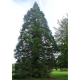Séquoia géant (Sequoiadendron Gigantea)