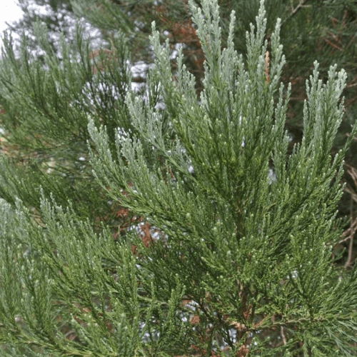 Séquoia géant (Sequoiadendron Gigantea)