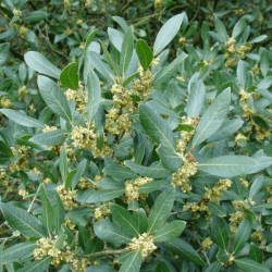 Filaire à feuilles larges (Phillyrea Latifolia)