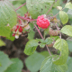Framboisier (Rubus Idaeus)