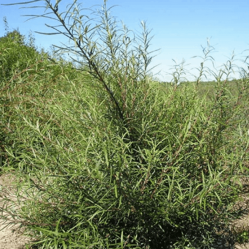 Saule drapé (Salix Rosmarinifolia Ou Eleagnos)