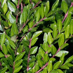 Chèvrefeuille cupule (Lonicera Pileata)