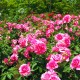 Rosier Astrée - Rose Saumon - Grandes Fleurs