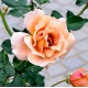 Rosier Diorama - Rose Abricot Jaune - Grandes Fleurs