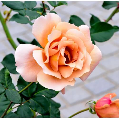 Rosier Diorama - Rose Abricot Jaune - Grandes Fleurs