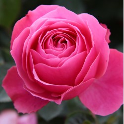 Rosier Kimono - Rose Pâle - Fleurs Groupées