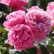 Rosier Léonard De Vinci - Rose Bengale - Fleurs Groupés