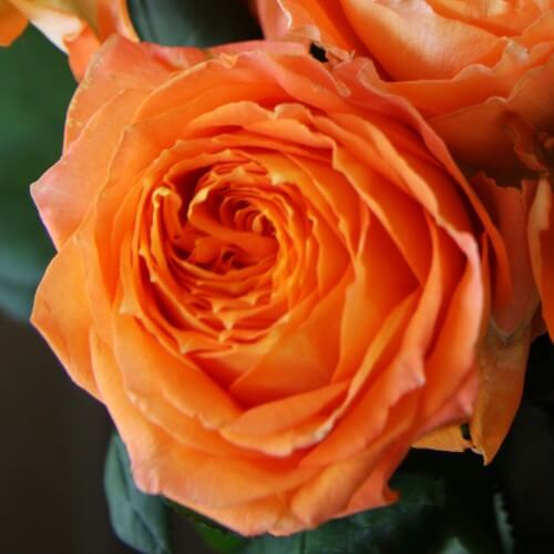 Rosier Louis De Funés ® - Rose Orange - Grandes Fleurs