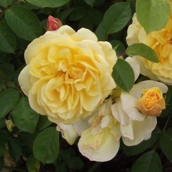 Rosier Golden Delight - Rose Jaune Pur - Fleurs Groupés