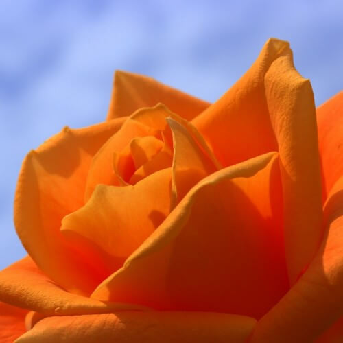 Rosier Orange Sensation - Rose Orange Vif - Fleurs Groupés