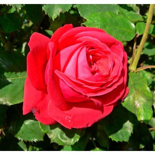 Rosier Anastasia - Rose Blanche Crème Au Coeur Jaune - Grandes Fleurs