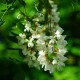 Collection 4 Arbres - Robinier faux acacia (Robinia Pseudoacacia)
