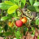 Collection 5 Arbustes Fleuris - Arbousier ou Arbre aux fraises (Arbutus Unedo)