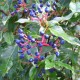 Collection 4 Arbustes à Fruits pour Oiseaux - Laurier tin (Viburnum Tinus)