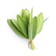 Box Aromatique - Sauge Officinale (Salvia Officinalis)
