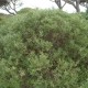 Filaire à feuilles étroites (Phillyrea Angustifolia)