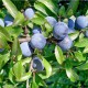 Epine noire ou prunellier (Prunus Spinosa)