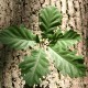 Chêne rouvre ou chêne sessile (Quercus petraea)