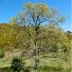 Chêne tauzin (Quercus Pyrenaica)