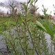 Saule pourpre (Salix Purpurea)