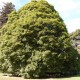 Erable à feuilles d'obier (Acer Opalus)
