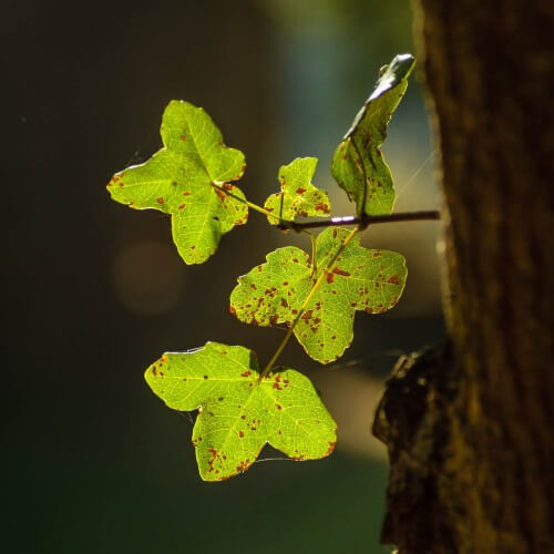 Erable de Montpellier (Acer Monspessulanum)
