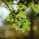 Erable champêtre (Acer Campestris)
