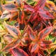 Abélia X Grandiflora - Kaleidoscope