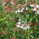 Abélia X Grandiflora - Kaleidoscope