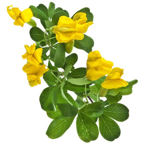 Arbre aux pois - Acacia jaune (Caragana Arborescens)
