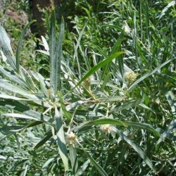 Saule argenté (Salix Exigua)