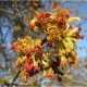 Erable à feuilles de frêne (Acer Negundo)