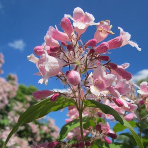 Buisson de beauté 'Pink Cloud' - (Kolkwitzia amabilis)