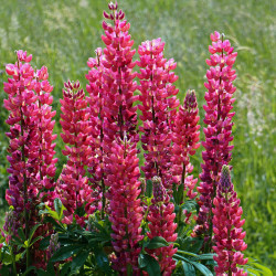 Lupin Mon Château - Lupinus 'My Castle'