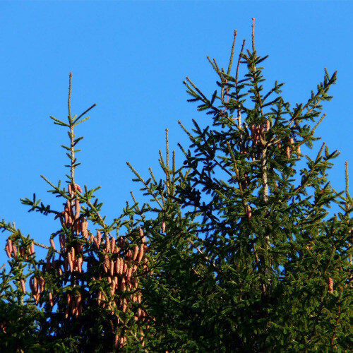 Epicéa commun (Picea Abies)