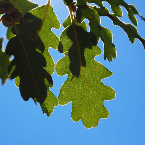 Chêne pubescent (Quercus Pubescens)