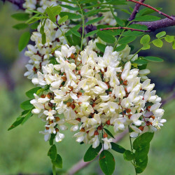Robinier faux acacia (Robinia Pseudoacacia)