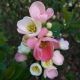 Cognassier du Japon 'Flocon Rose'