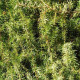 Genévrier Oxycèdre (Juniperus Oxycedrus)