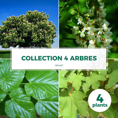 Collection 4 Arbres