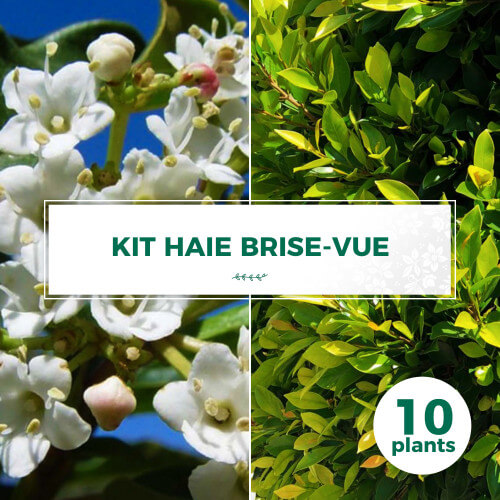 Kit Haie Brise Vue pour Balcon ou Terrasse - 5 jeunes plants