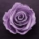 Rosier 'Violette Parfumée'