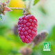 Hybride mûrier/framboisier (Rubus ”Loganberry”)