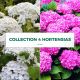 Collection 4 Hortensias (Hydrangea Arborescens)